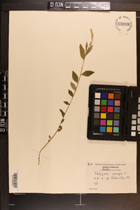 Polygala senega image