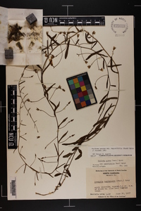 Stylisma patens subsp. angustifolia image