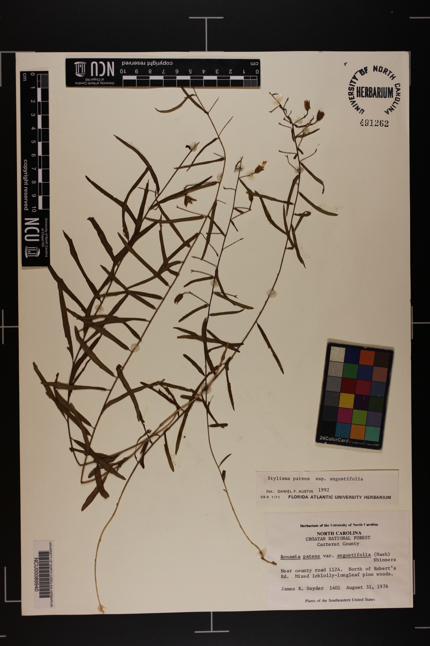 Stylisma patens subsp. angustifolia image