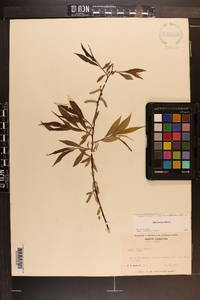 Salix sericea image