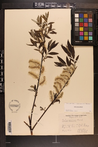 Salix sericea image