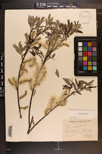 Salix sericea image
