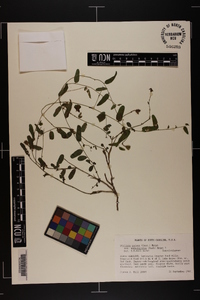 Stylisma patens subsp. angustifolia image