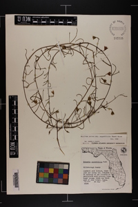 Stylisma patens subsp. angustifolia image