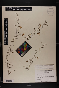 Stylisma patens subsp. angustifolia image