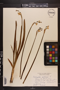 Leucojum aestivum image