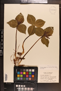 Trillium cuneatum image