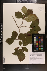 Crataegus triflora image