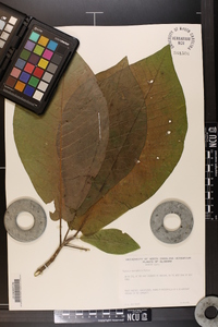 Magnolia macrophylla image