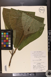 Magnolia macrophylla image