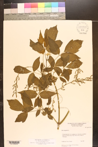 Acer negundo var. texanum image