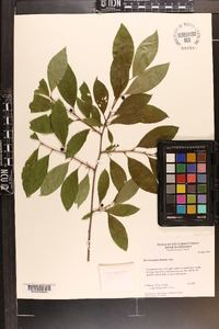 Ilex laevigata image