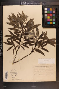 Salix sericea image