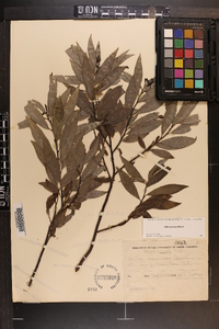 Salix sericea image