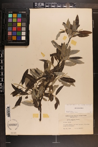 Salix sericea image