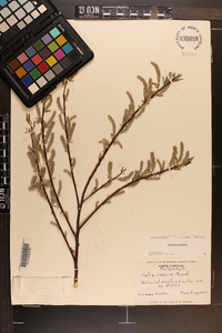 Salix sericea image