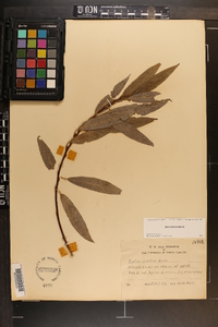 Salix sericea image