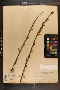 Salix sericea image