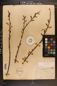 Salix sericea image