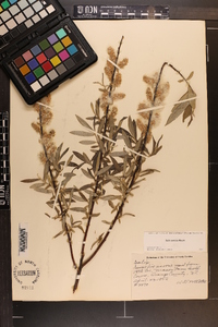 Salix sericea image