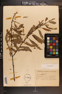 Salix sericea image