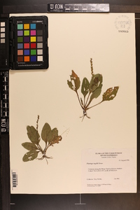 Plantago rugelii image