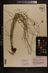 Carex normalis image