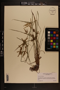 Cyperus iria image