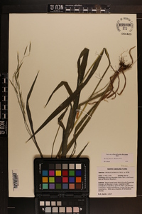 Bromus pubescens image