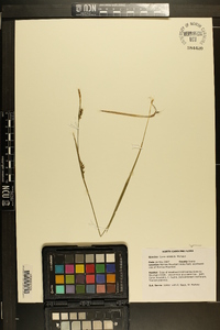 Carex striatula image