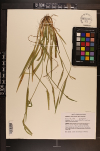 Carex kraliana image