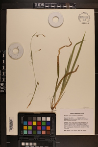 Carex laxiculmis image