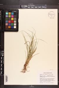 Carex willdenowii image