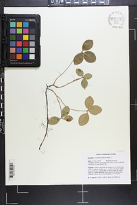 Gaultheria procumbens image