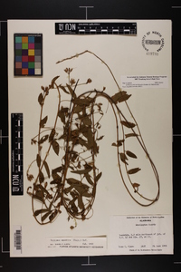 Stylisma aquatica image