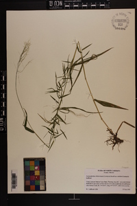 Dichanthelium dichotomum var. nitidum image