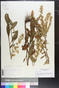 Solidago erecta image