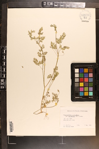 Chaerophyllum procumbens var. procumbens image