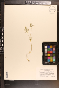 Chaerophyllum procumbens image