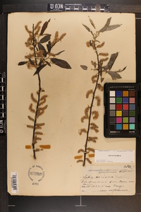 Salix sericea image