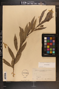 Salix sericea image