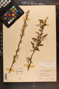 Salix sericea image
