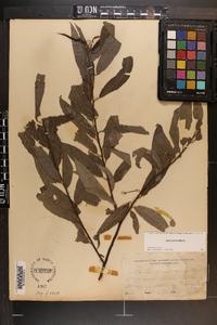 Salix sericea image