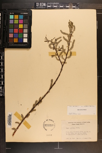 Salix sericea image