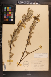 Salix sericea image