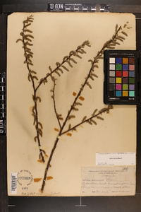 Salix sericea image