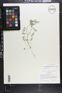 Chaerophyllum procumbens image