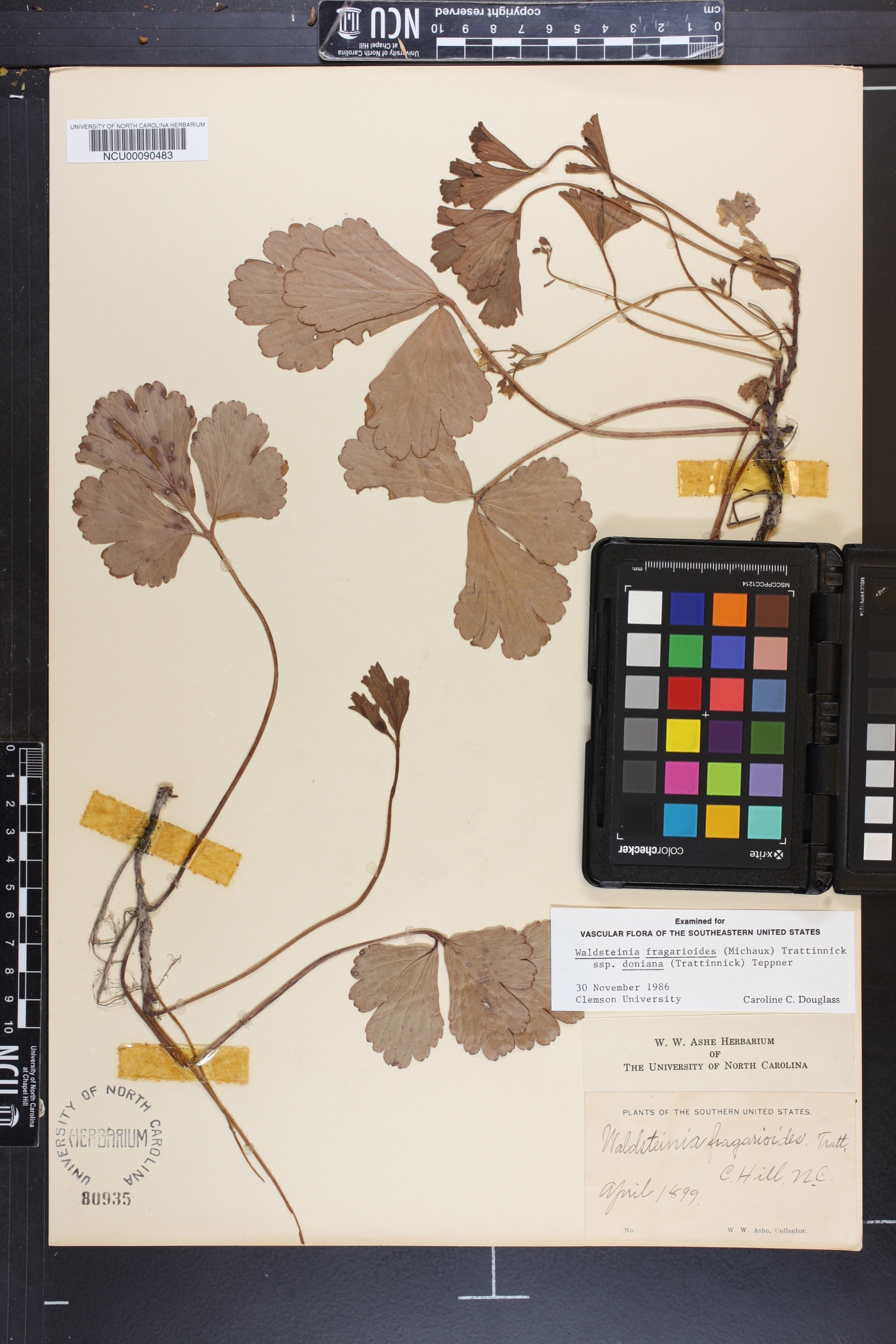 Waldsteinia fragarioides subsp. doniana image