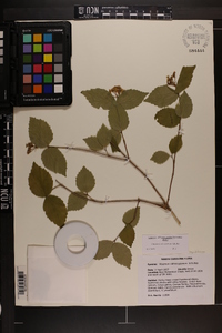 Viburnum rafinesqueanum image