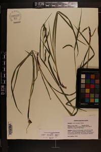 Carex oxylepis image